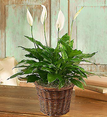 Spathiphyllum Plant for Sympathy