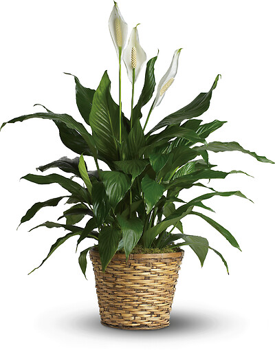 Simply Elegant Spathiphyllum - Medium